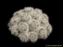 Mammillaria glassii 1117